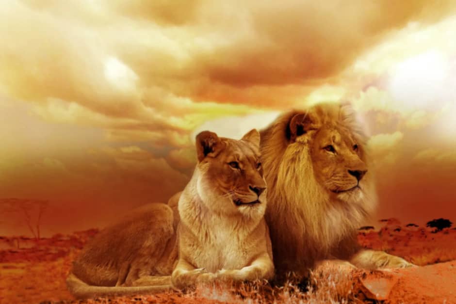 The Lions of Sunset